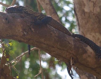 Jong draakje in een boom